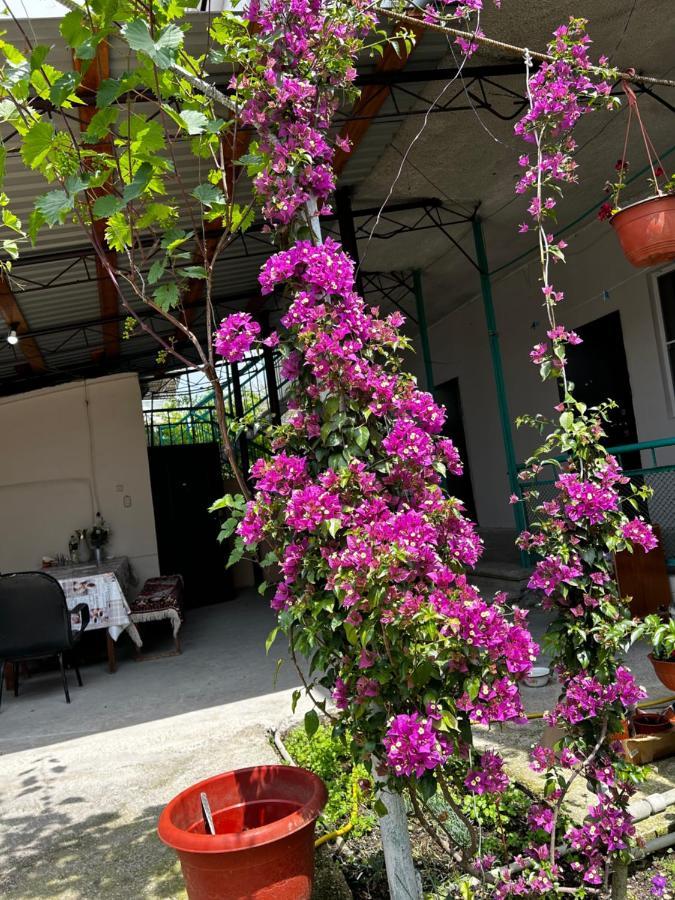 Na Shapsug Guest House ガグラ エクステリア 写真